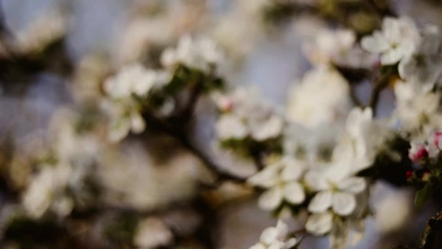 Apfelbl&uuml;te am Baum im Fr&uuml;hling