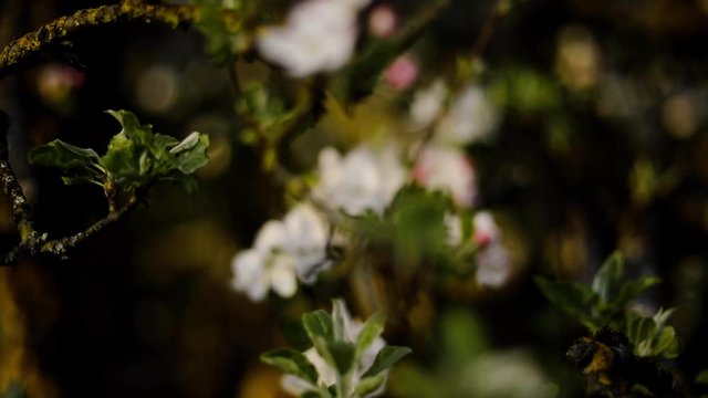 Apfelbl&uuml;te am Baum im Fr&uuml;hling