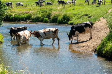 cows in the water in the summer