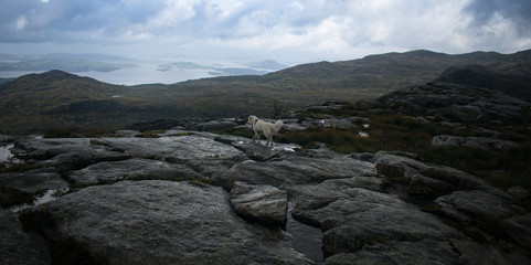 Samoyed Husky Hiking On Rocky Trail Near Stavanger Norway