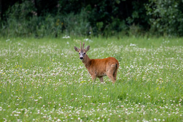 Naklejka na ściany i meble Deer in a field