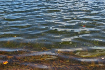 Natural dark blue rippled water surface on Florida river