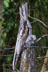 closeup of a Common Potoo (Nyctibius griseus)