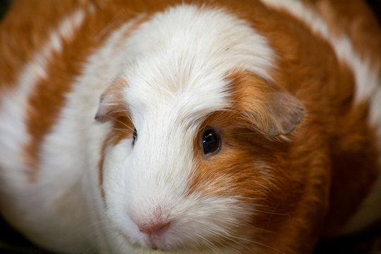 Photograph of a beautiful guinea pig in its cage