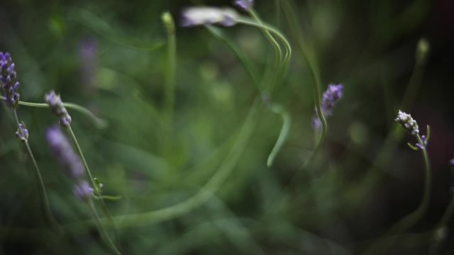 Nahaufnahme Lavendel - zarte Bl&uuml;ten