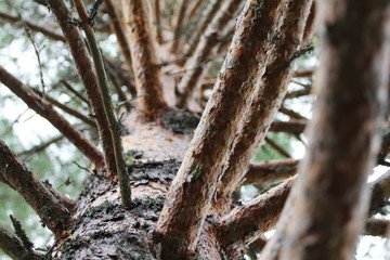Large coniferous tree. Wide branches of a tree trunk from above. Pine branches grow in different directions, view from below. Pine tree against the blue sky.