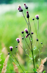 Ostrożeń polny nad jeziorem w Hutkach na Roztoczu. Fotografia analogowa
