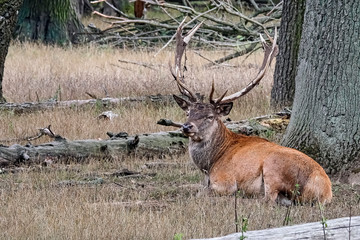Ein Rothirsch ( Cervus elaphus ).