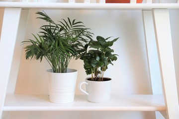 Two small green house plants, a parlor palm and a coffee plant, growing on a white flower rack. 