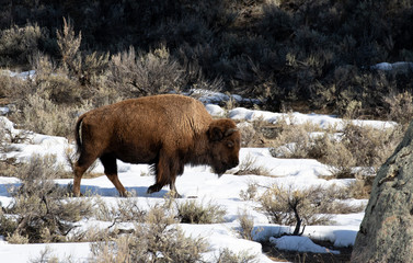 bison in yellowstone national park