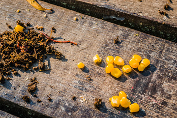 Obraz premium Boiled grains of young corn 