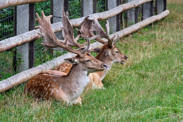 Damhirsche ( Dama dama ) 