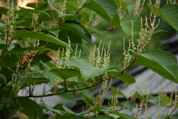 flowers of Asian knotweed, Fallopia japonica.shoots of Japanese Knotweed, Polygonum cuspidatum,...