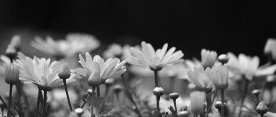 Group of splendid daisies in foreground with black and white effect