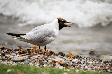 Black headed gull. Chroicocephalus ridibundus perching on ground with water background and opening beak in Lake Geneva in Switzerland.