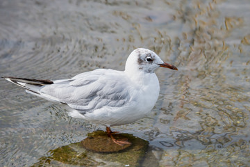 Black headed gull perching in water. One isolated chroicocephalus ridibundus.