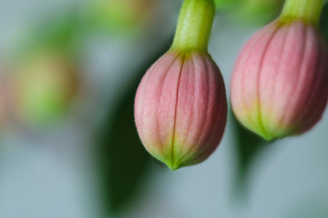 Buds of fuchsia flower