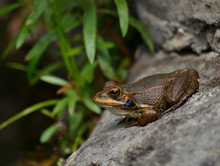 Little frog immobile on a rock at the edge of the pond