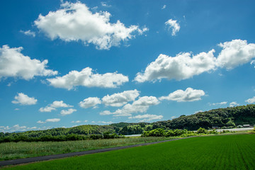 白い雲と水田と田舎道の風景　鹿児島県出水平野