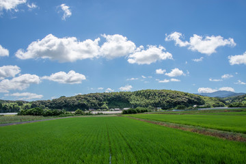 Fototapeta na wymiar 白い雲と水田と田舎道の風景　鹿児島県出水平野