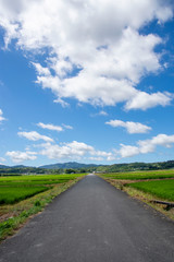 Fototapeta na wymiar 白い雲と水田と田舎道の風景　鹿児島県出水平野