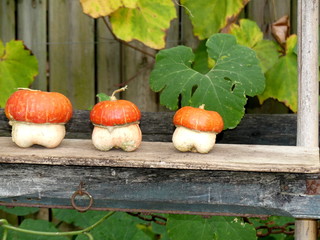 Coloquinte d'hallowen
