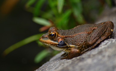Small frog in foreground on a rock and sunbathing on the shore of the puddle