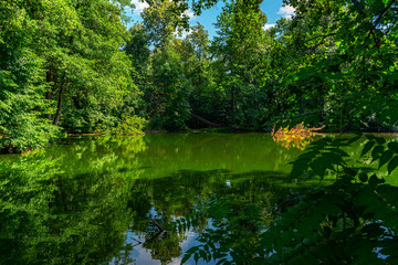 Fototapeta premium lake in the park