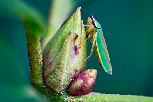 Rhododendronzikade ( Graphocephala fennahi , Syn.: Graphocephala coccinea ).
