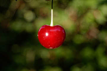 One sweet red cherry with green background