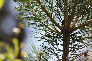 pine branch with large needles close-up natural background