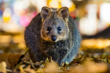 Quokka Rottnest Island Australien