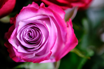 pink rose close up