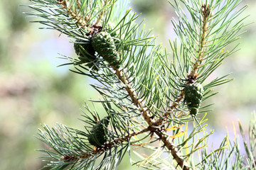 pine branch with large needles close-up natural background