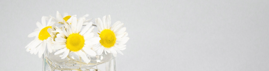  camomile in a glass with water. folk remedy for all diseases