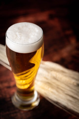 beer in tap with bunch of barley