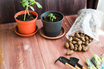 home gardening, home growing. Pots, gloves, tools on a wooden background. seedlings