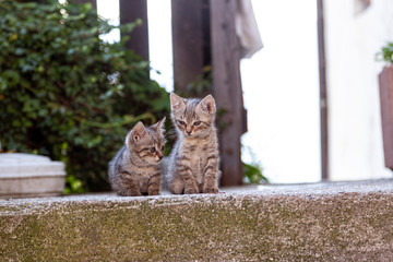 two young cats sit next to each other