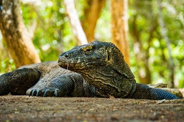 Komodowaran Komodo Island Indonesien