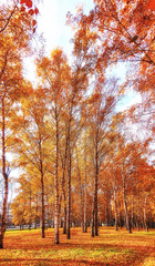 Yellow birch trees in sunny autumn