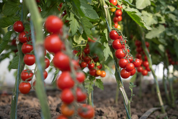 Beautiful red ripe cherry tomatoes