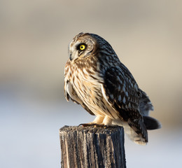 Owl, Short-eared Owl