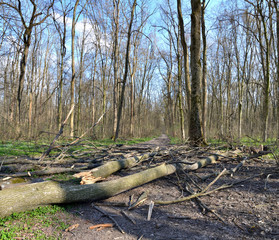 fallen trees in the forest on the road