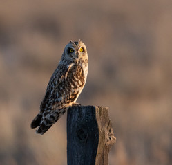 Owl, Short-eared Owl