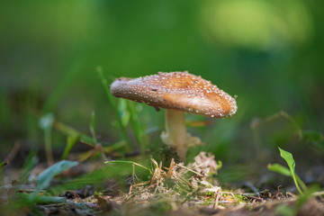 Poisonous mushroom in the forest with a photographed close-up.