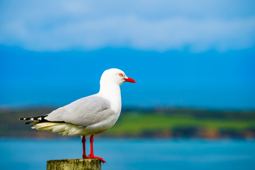 Fototapeta premium Möwe Neuseeland