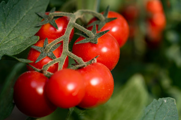 Beautiful red ripe cherry tomatoes