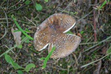 Poisonous mushroom in the forest with a photographed close-up.