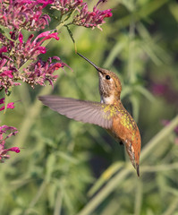 hummingbird feeding on flower