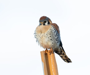 Kestrel